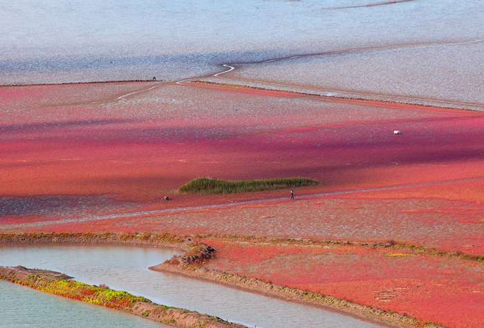 huge Korean mudflat in Sunchon Bay